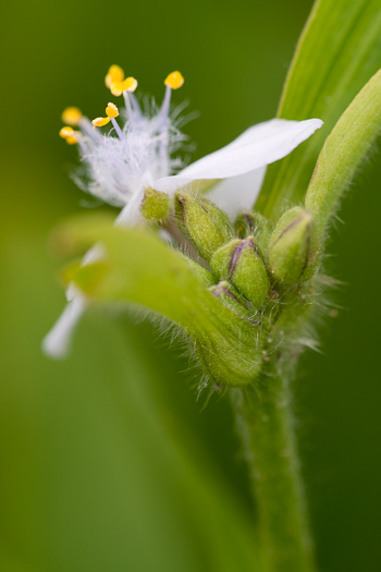 image of Tradescantia virginiana, Virginia Spiderwort