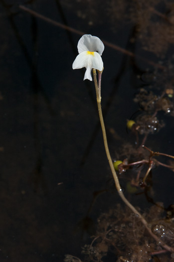 image of Utricularia purpurea, Purple Bladderwort