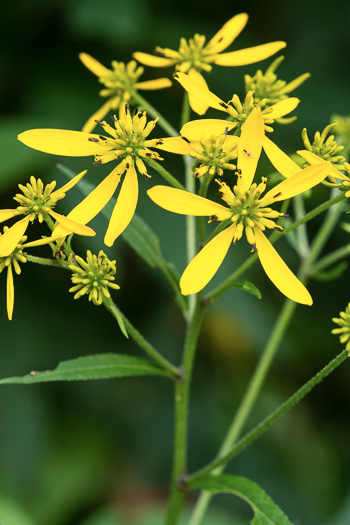 image of Verbesina alternifolia, Common Wingstem