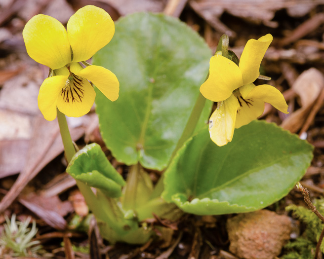 image of Viola rotundifolia, Roundleaf Yellow Violet, Early Yellow Violet