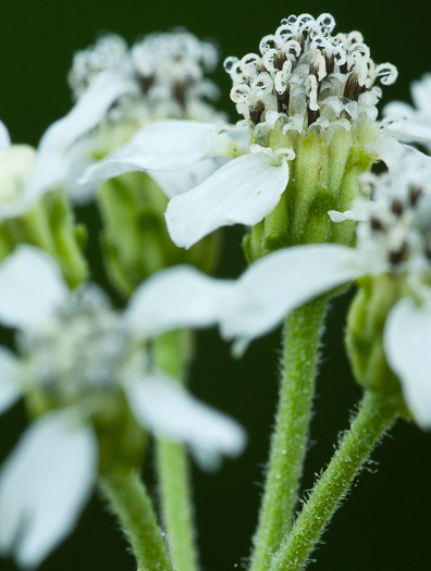 image of Verbesina virginica var. laciniata, Southern Frostweed