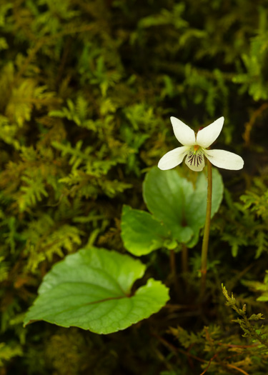 image of Viola blanda, Sweet White Violet