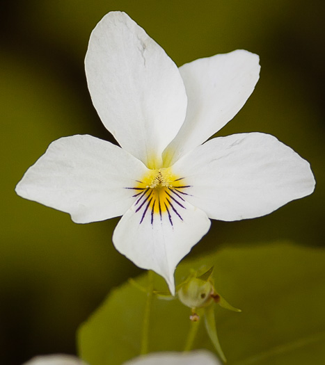 image of Viola canadensis, Canada Violet, Tall White Violet