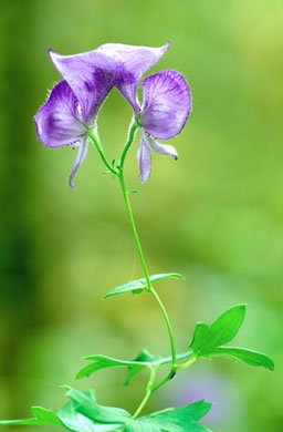 image of Aconitum uncinatum, Appalachian Blue Monkshood, Eastern Blue Monkshood