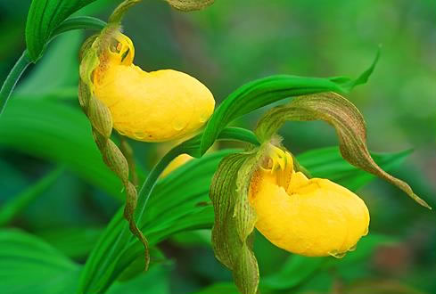 Large Yellow Lady's Slipper