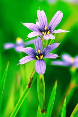 image of Sisyrinchium atlanticum, Atlantic Blue-eyed-grass, Eastern Blue-eyed-grass