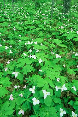 image of Trillium grandiflorum, Large-flowered Trillium, Great White Trillium, White Wake-robin, Showy Wake-robin