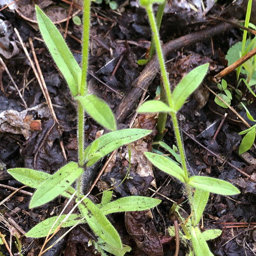 image of Cerastium nutans, Nodding Mouse-ear Chickweed, Nodding Chickweed