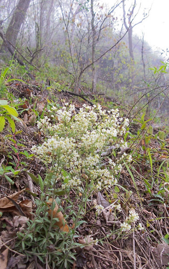 image of Draba ramosissima, Rocktwist, Branched Draba, Appalachian Draba