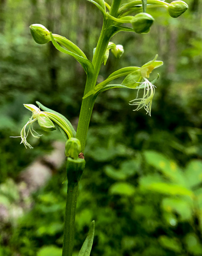 image of Platanthera lacera, Ragged Fringed Orchid, Green Fringed Orchid, Ragged Orchid