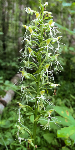 Platanthera lacera