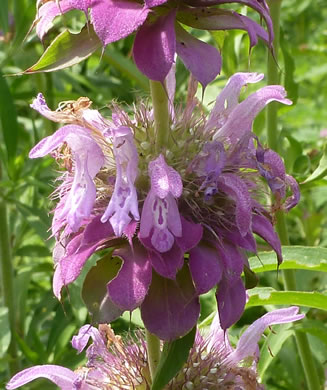 image of Monarda citriodora var. citriodora, Lemon Bergamot, Lemon Mint