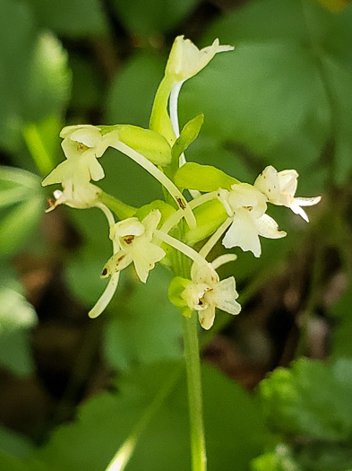 image of Platanthera clavellata, Small Green Wood Orchid, Club-spur Orchid, Woodland Orchid, Streamhead Orchid