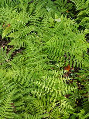 image of Macrothelypteris torresiana, Mariana Maiden-fern, Swordfern, False Maiden-fern