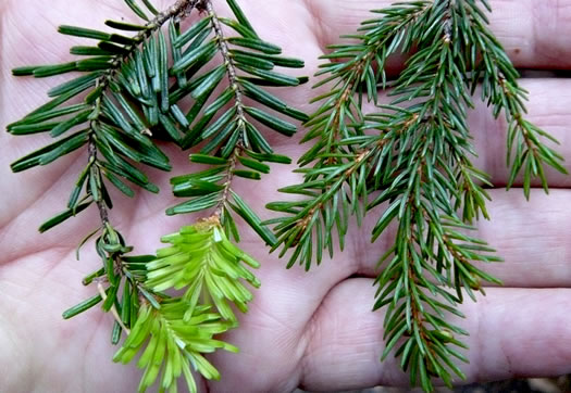 Picea rubens, Red Spruce, He Balsam