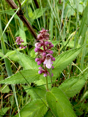 image of Stachys clingmanii, Clingman's Hedgenettle