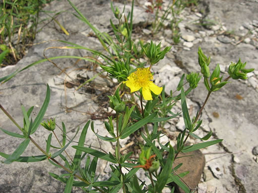 image of Hypericum dolabriforme, Glade St. Johnswort