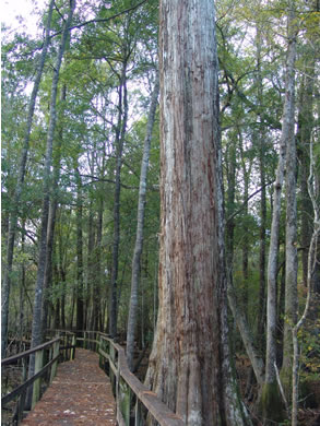 image of Taxodium distichum, Bald Cypress