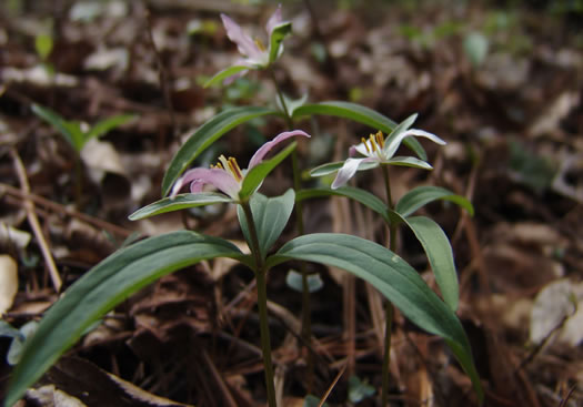 image of Trillium pusillum +, Carolina Least Trillium, Virginia Dwarf Trillium, Aiken Least Trillium