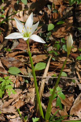 image of Zephyranthes atamasco, Common Atamasco-lily, Rain-lily, Easter Lily, Naked Lily