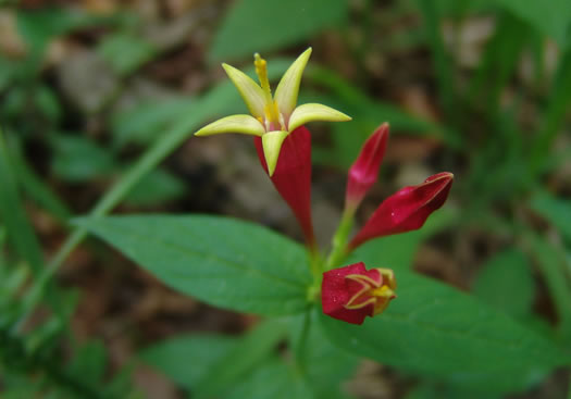 image of Spigelia marilandica, Indian-pink, Woodland Pinkroot, Wormgrass