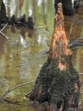 image of Taxodium distichum, Bald Cypress