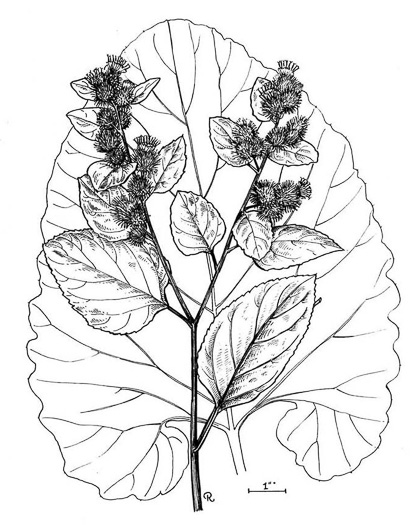 image of Arctium lappa, Greater Burdock