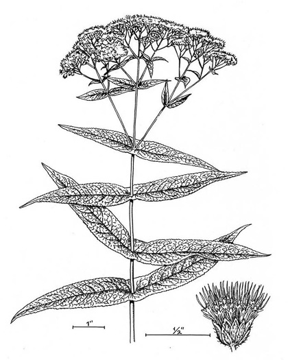 image of Eupatorium perfoliatum, Boneset