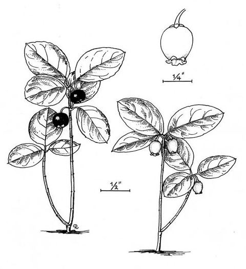 image of Gaultheria procumbens, Wintergreen, Teaberry