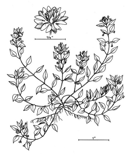 image of Stellaria media, Common Chickweed