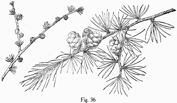 image of Larix laricina, Eastern Tamarack, Eastern Larch