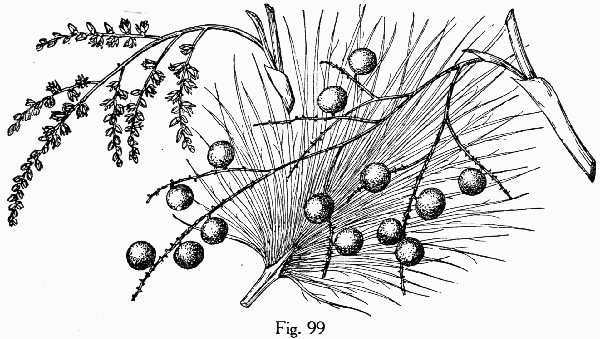 image of Sabal palmetto, Cabbage Palmetto