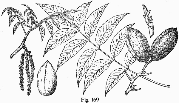 image of Carya illinoinensis, Pecan