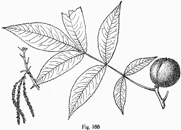 image of Carya texana, Black Hickory