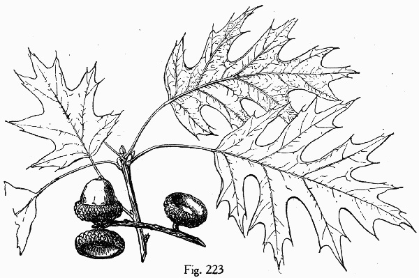 image of Quercus shumardii, Shumard Oak, Swamp Red Oak