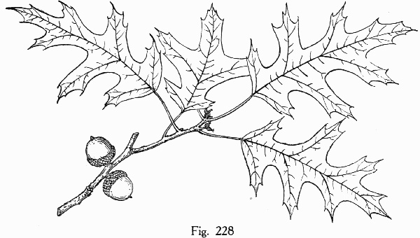 image of Quercus palustris, Pin Oak