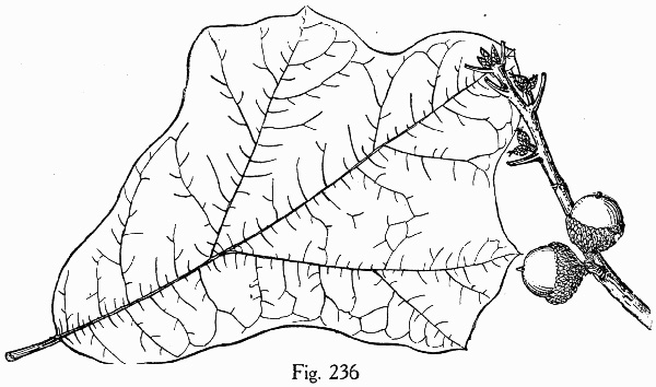 image of Quercus marilandica var. marilandica, Blackjack Oak