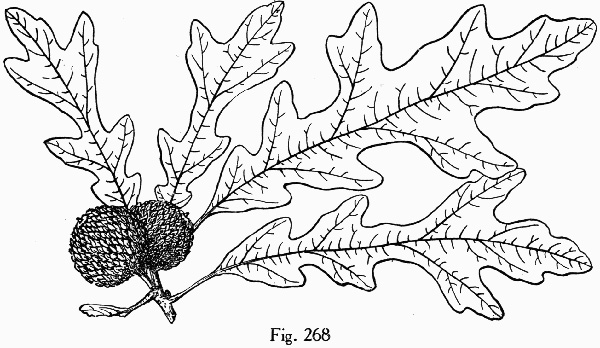 image of Quercus lyrata, Overcup Oak