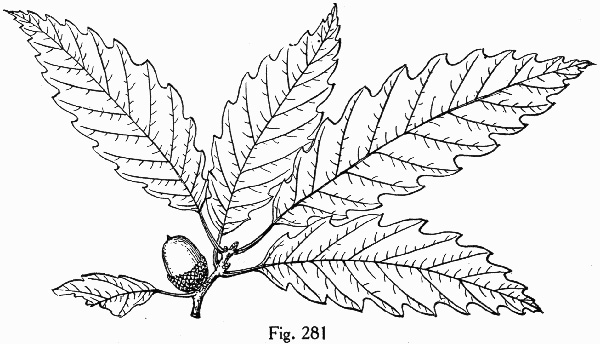 image of Quercus muehlenbergii, Chinquapin Oak, Yellow Chestnut Oak, Yellow Oak