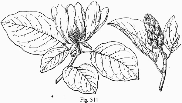 image of Magnolia acuminata var. subcordata, Piedmont Cucumber Magnolia, Yellow Cucumber-tree, Showy Cucumber Magnolia