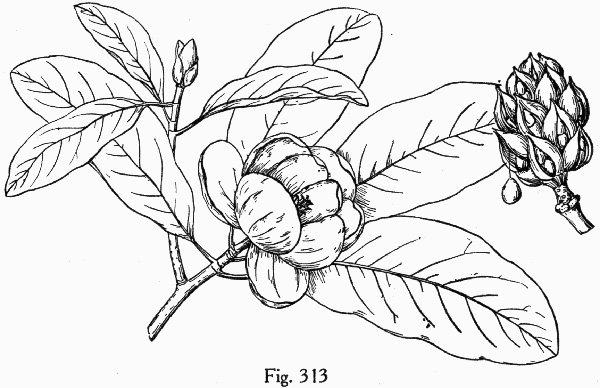 image of Magnolia virginiana +, Sweetbay, Sweetbay Magnolia, Swampbay