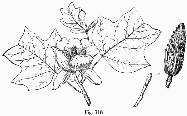 image of Liriodendron tulipifera var. tulipifera, Tulip-tree, Yellow Poplar, Whitewood