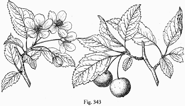 image of Malus angustifolia, Southern Crabapple, Wild Crabapple