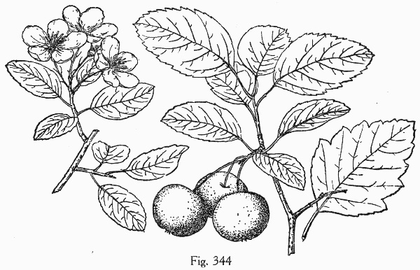 image of Malus coronaria, Sweet Crabapple, Wild Crabapple