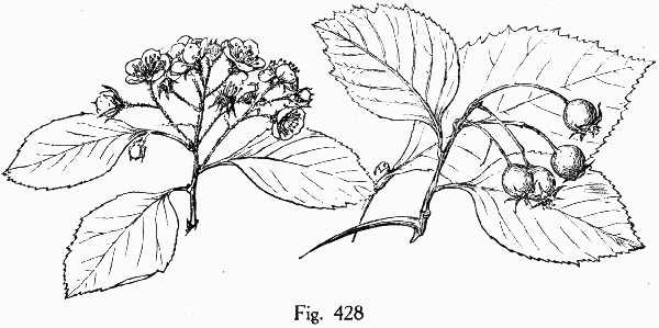 image of Crataegus mollis var. mollis, Downy Hawthorn