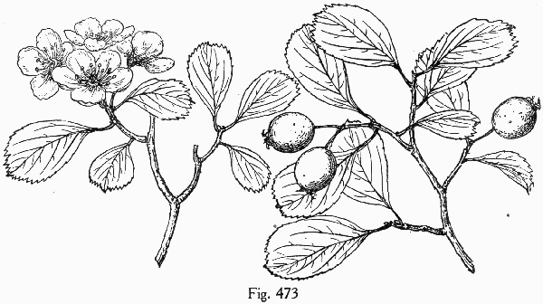 image of Crataegus visenda, Bristol Hawthorn