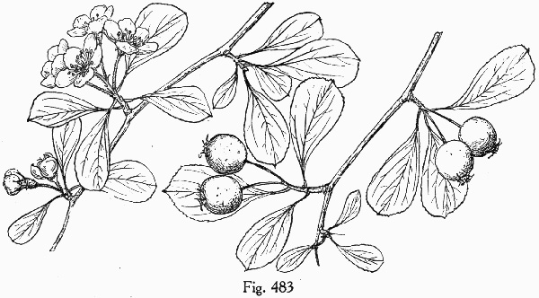 image of Crataegus lassa var. integra, Lake Ella Hawthorn