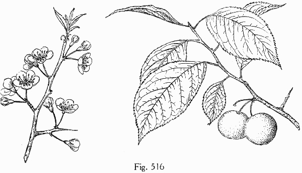 image of Prunus americana, American Wild Plum, Wild Plum