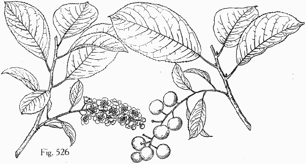 image of Prunus virginiana var. virginiana, Choke Cherry, Common Chokecherry