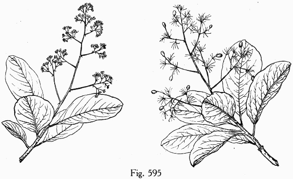 image of Cotinus obovata, American Smoketree